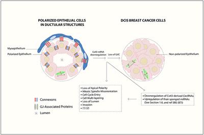 Connexin43 as a Tumor Suppressor: Proposed Connexin43 mRNA-circularRNAs-microRNAs Axis Towards Prevention and Early Detection in Breast Cancer